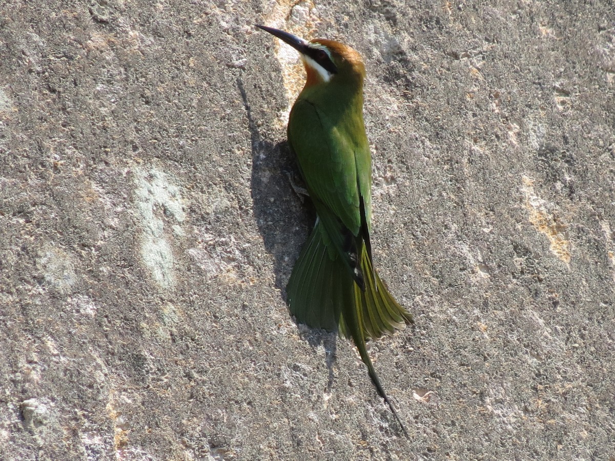 Olive Bee-eater - ML639360083