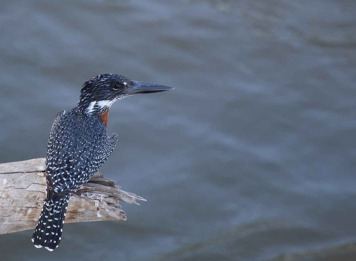 rybařík velký - ML639360085