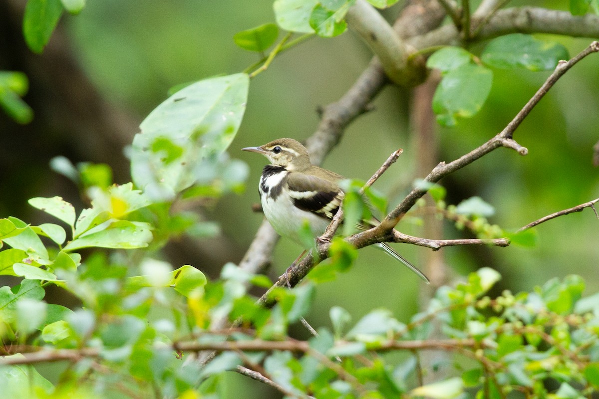 Forest Wagtail - ML639360127