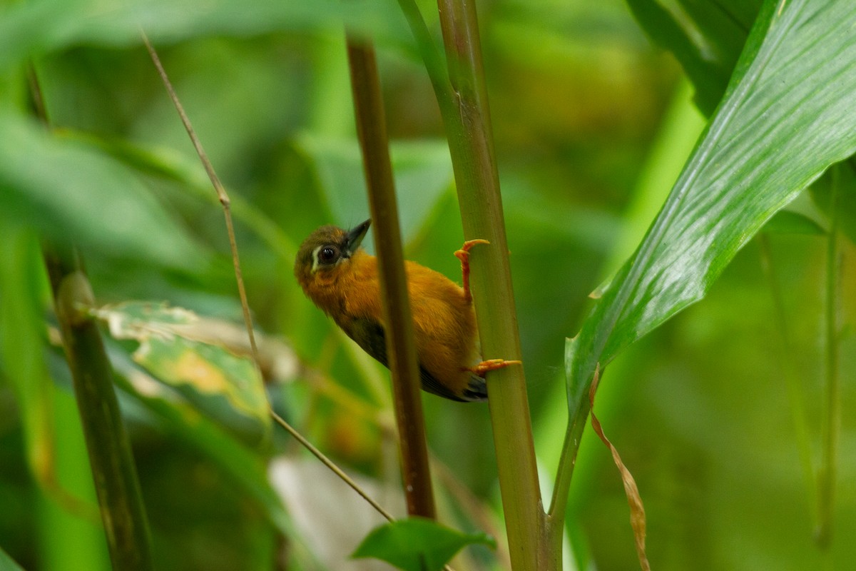 White-browed Piculet - ML639360171