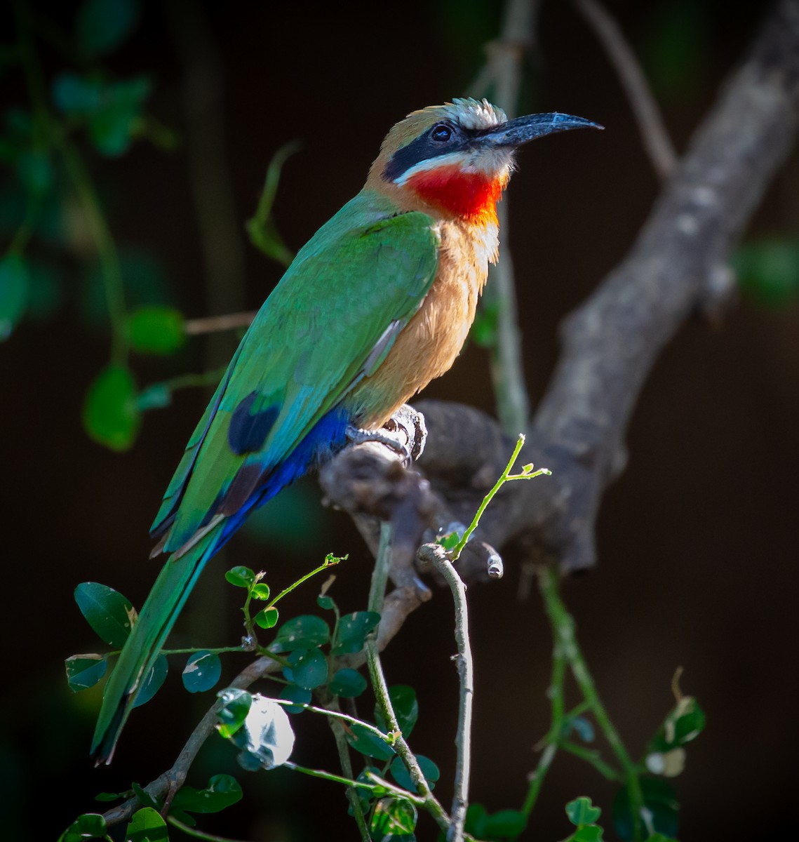 vlha běločelá - ML639360172