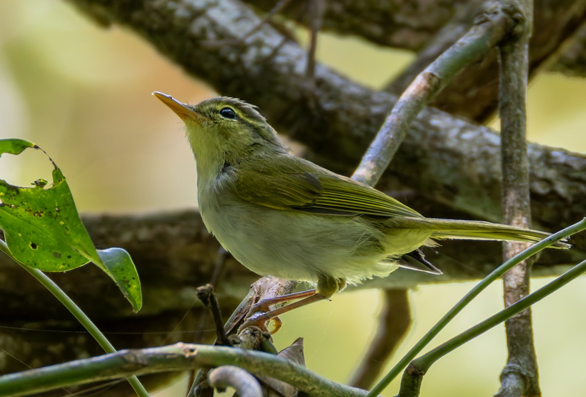 Lemon-throated Leaf Warbler - ML639360197