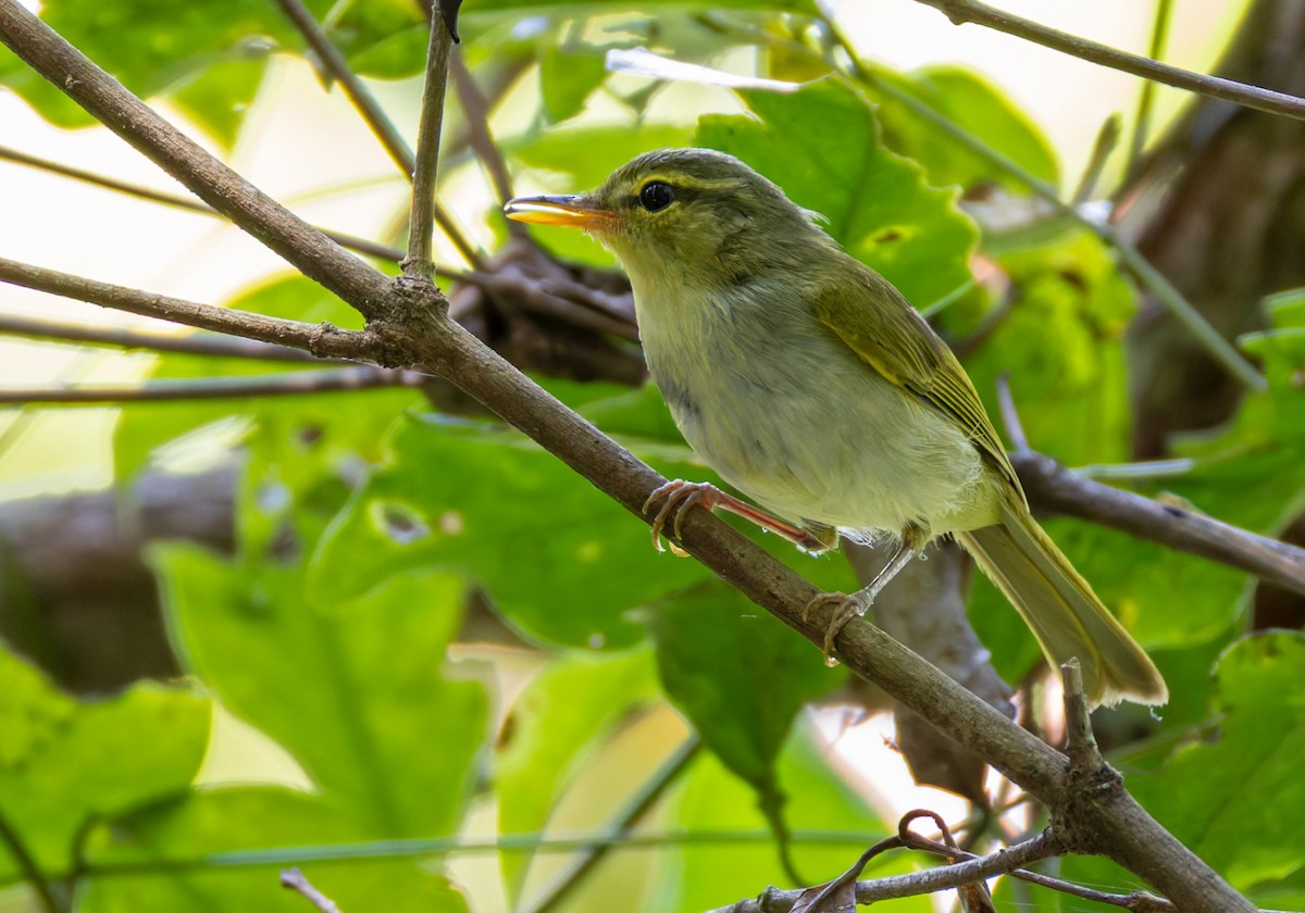 Lemon-throated Leaf Warbler - ML639360198