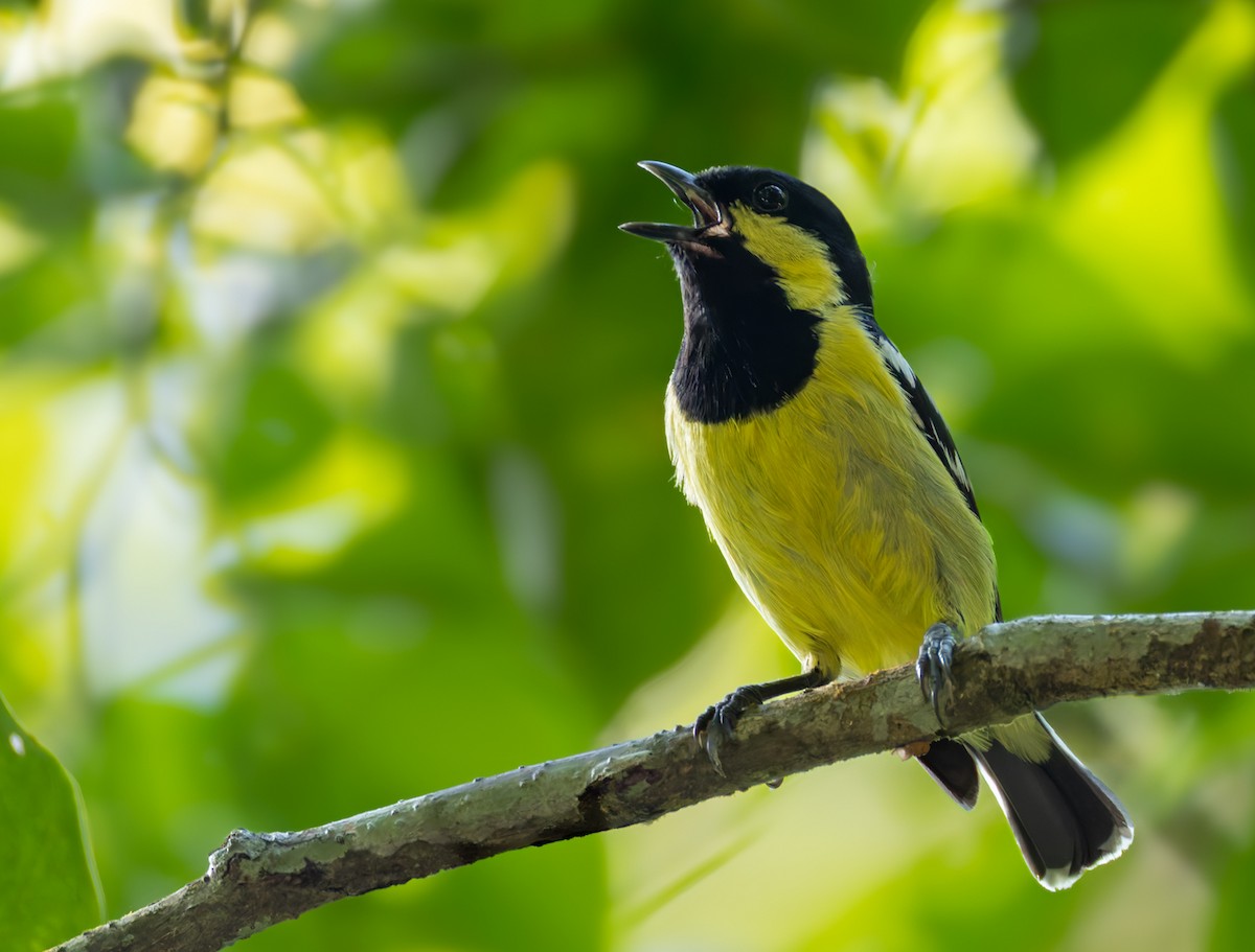 Elegant Tit - ML639360213