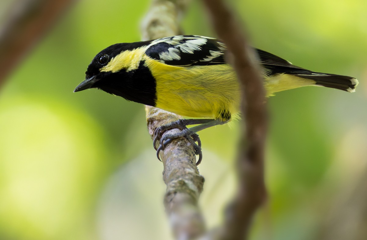 Elegant Tit - ML639360214