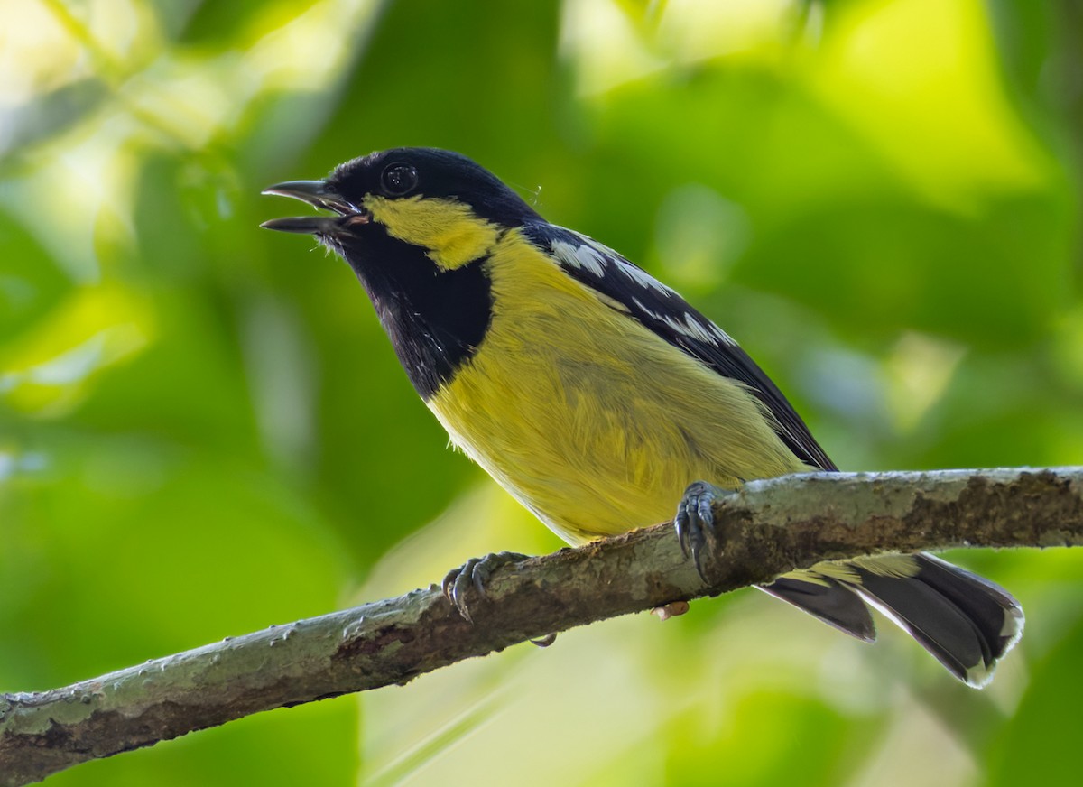 Elegant Tit - ML639360215