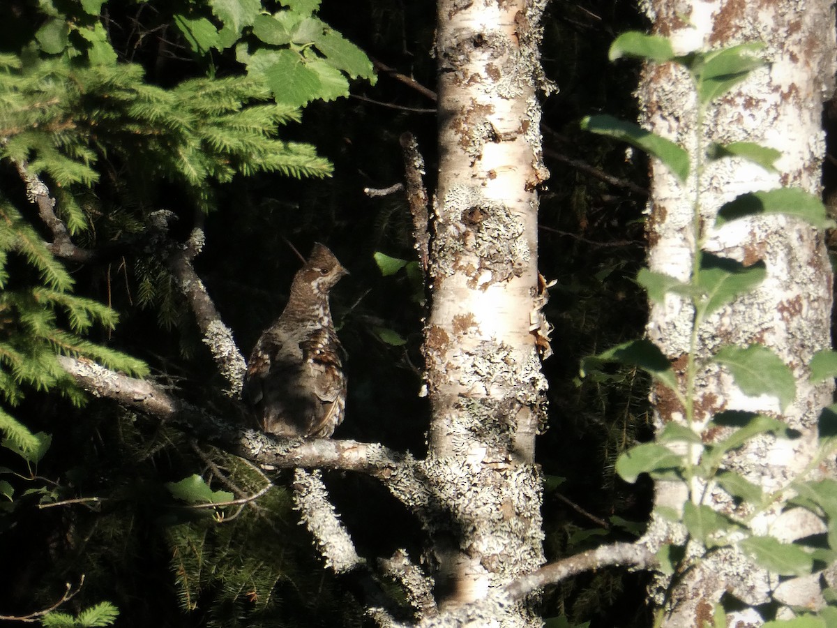 Hazel Grouse - ML639360218