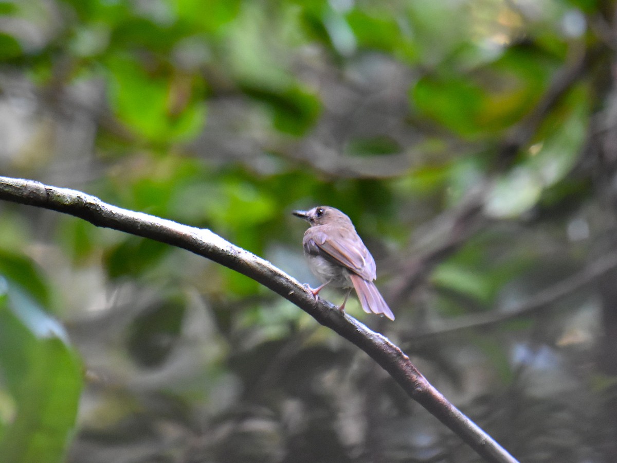 Gray-chested Jungle Flycatcher - ML639360219