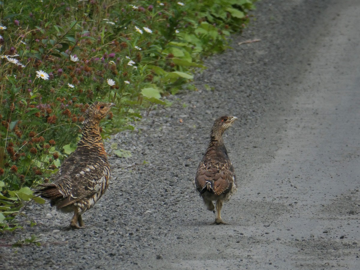 Western Capercaillie - ML639360222