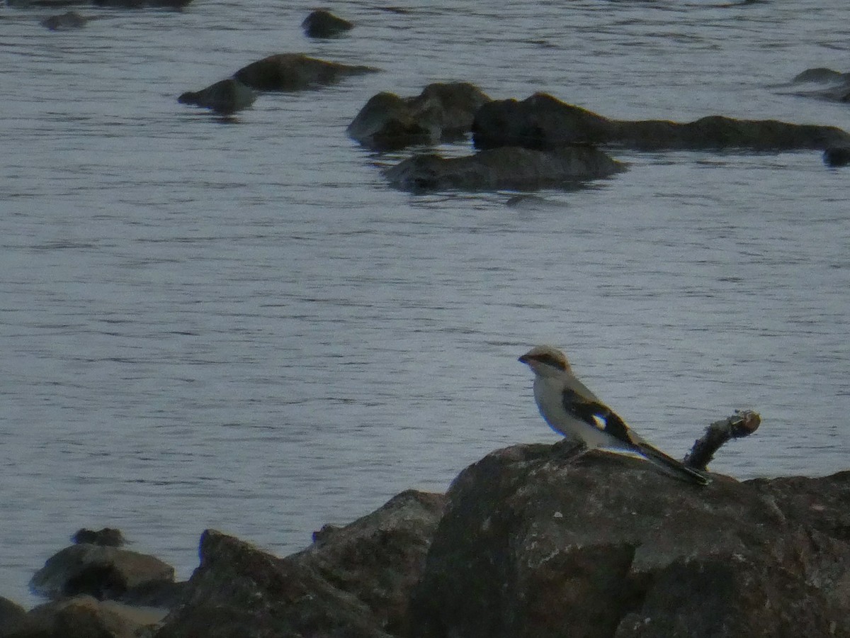 Great Gray Shrike - ML639360223