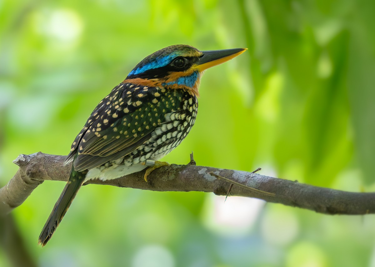 Spotted Kingfisher - ML639360230