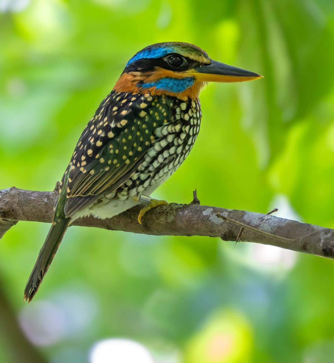 Spotted Kingfisher - ML639360231