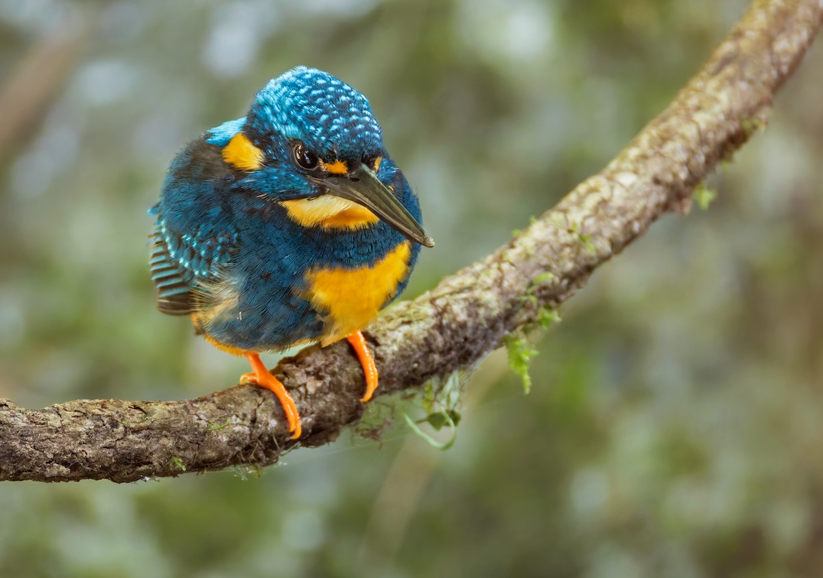 アオオビカワセミ（nigrirostris） - ML639360233