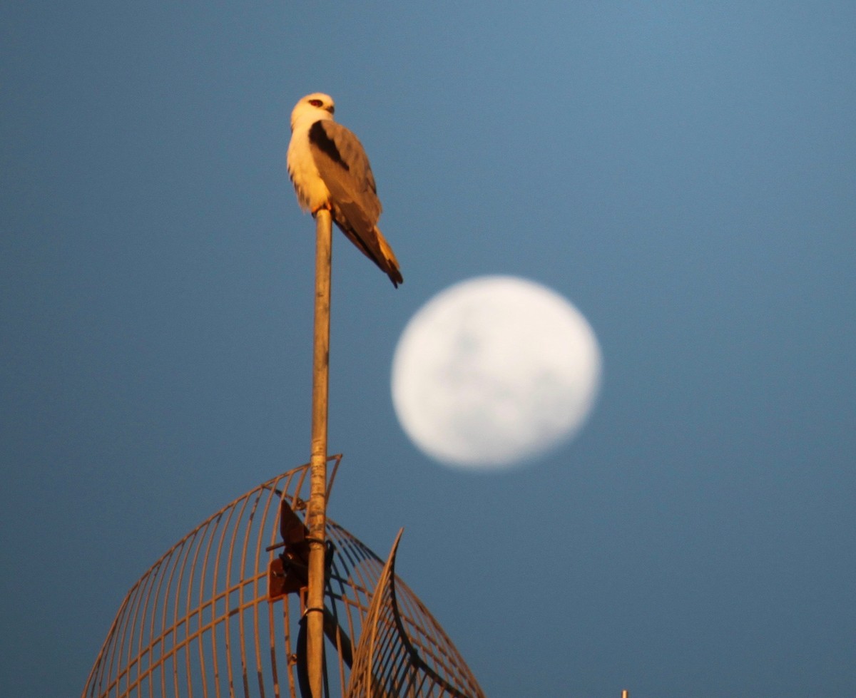 Black-shouldered Kite - ML639360255