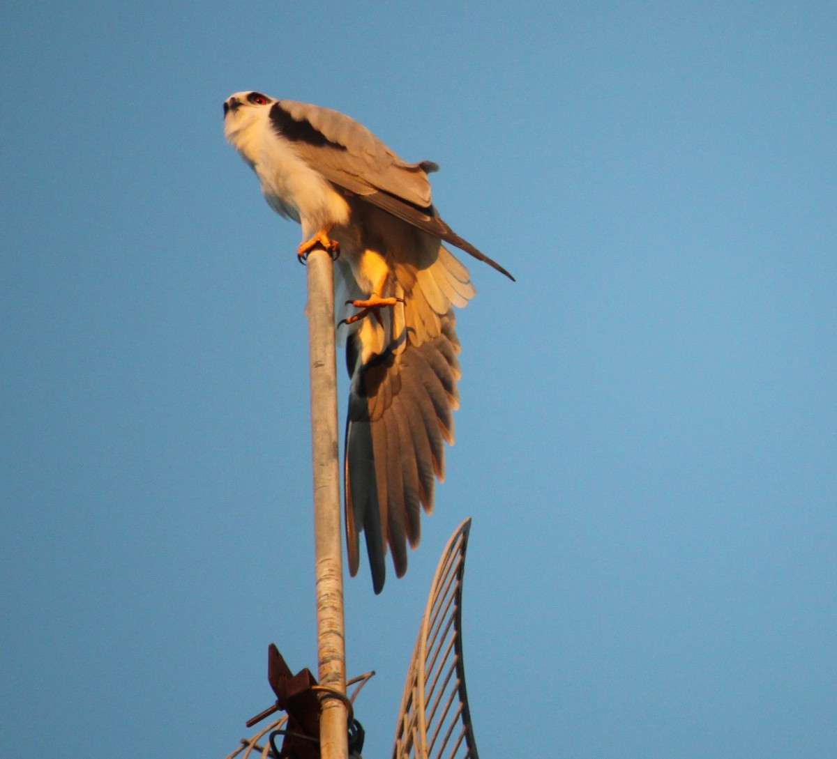 Black-shouldered Kite - ML639360256