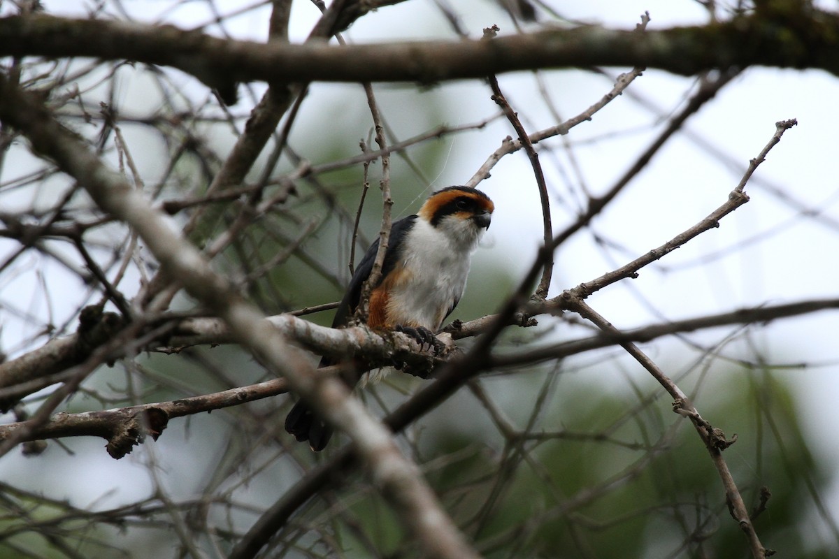 Collared Falconet - ML639360257