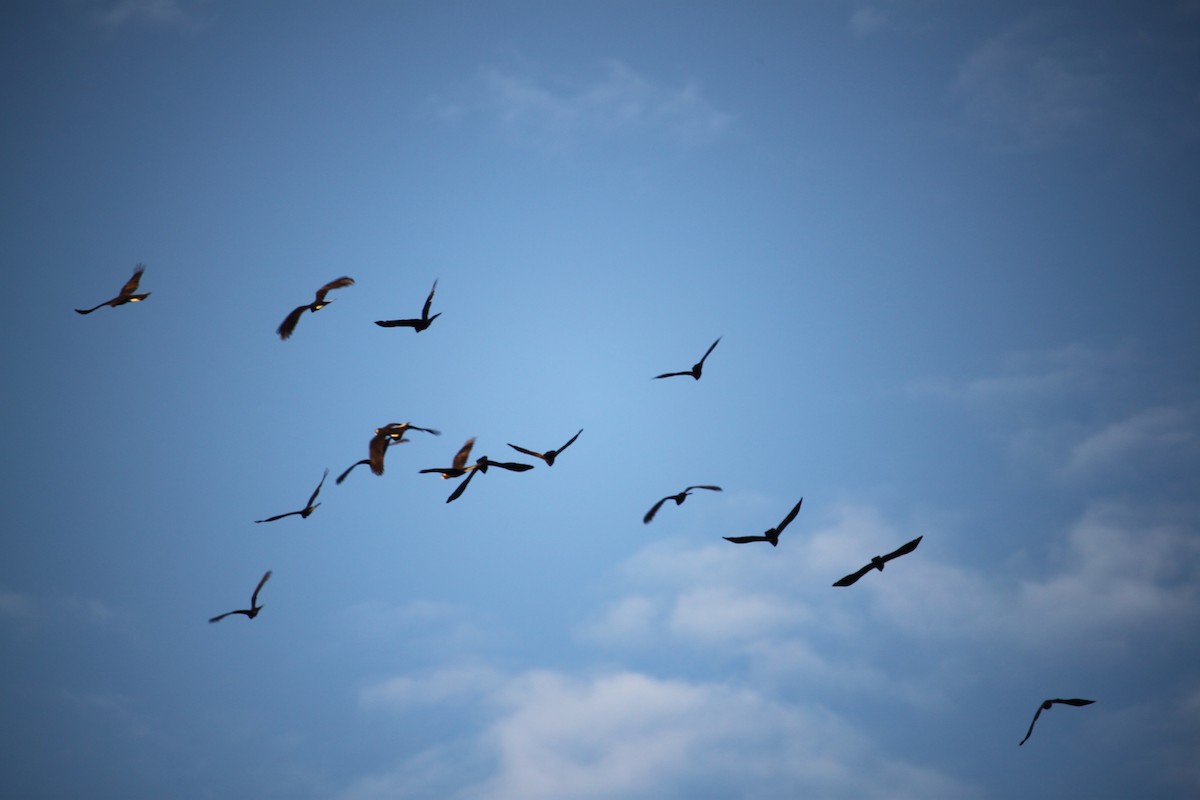 Yellow-tailed Black-Cockatoo - ML639360264