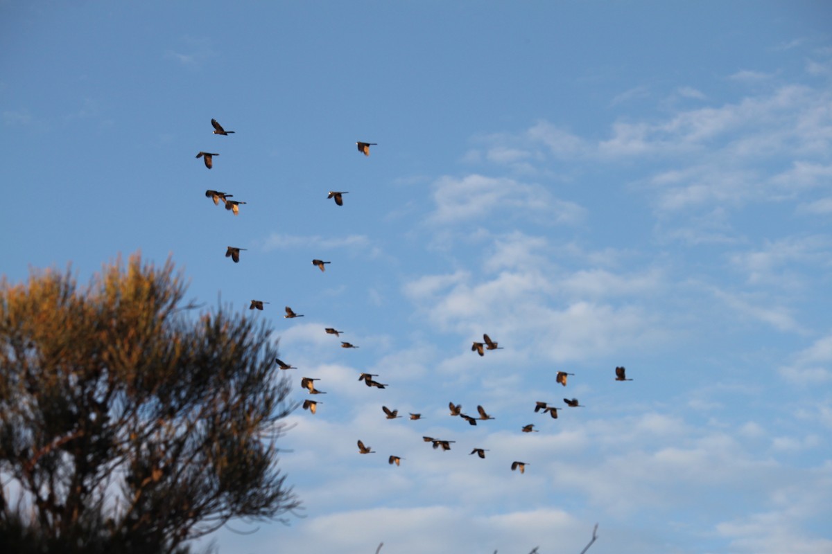 Yellow-tailed Black-Cockatoo - ML639360265