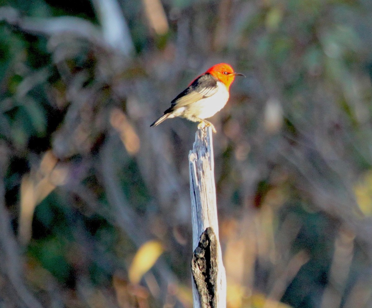 Scarlet Myzomela - ML639360271