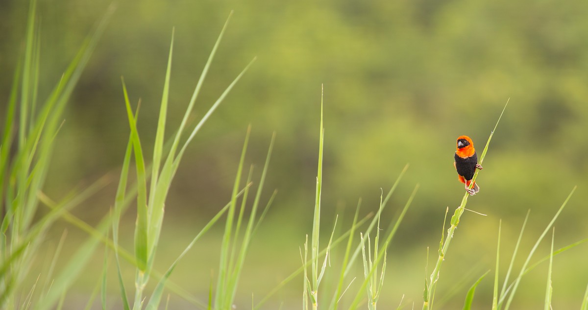 snovač červený - ML639360306