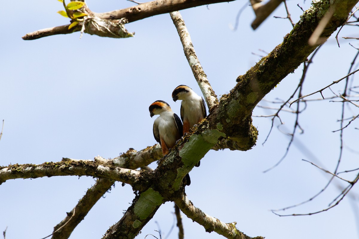 Collared Falconet - ML639360307
