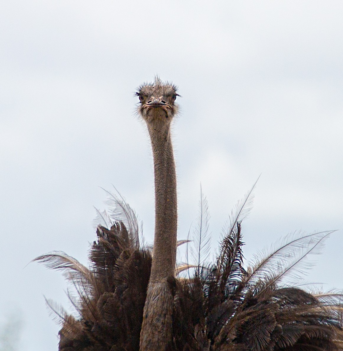 pštros dvouprstý - ML639360325