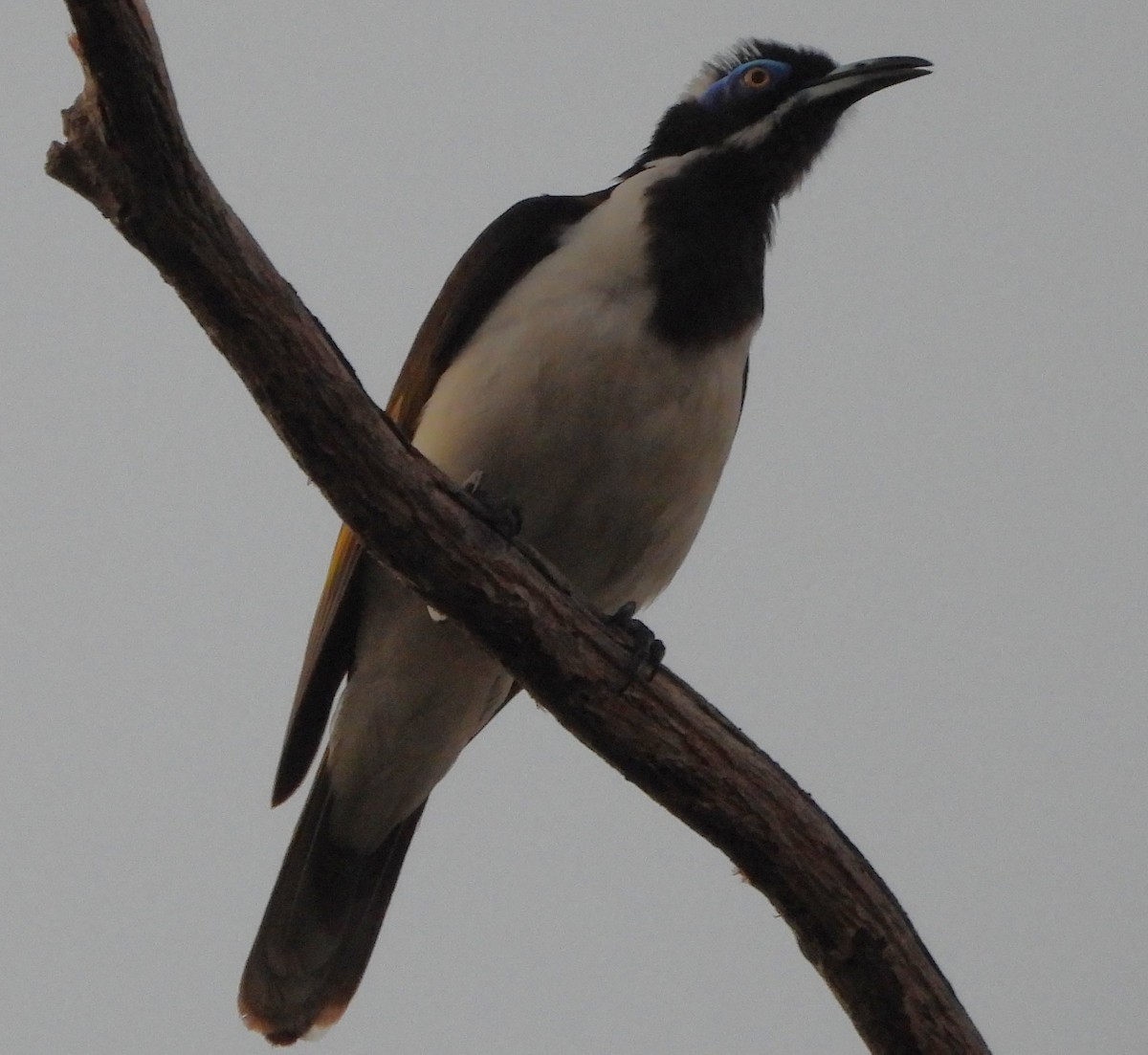 blåmaskehonningeter (albipennis) - ML639360333