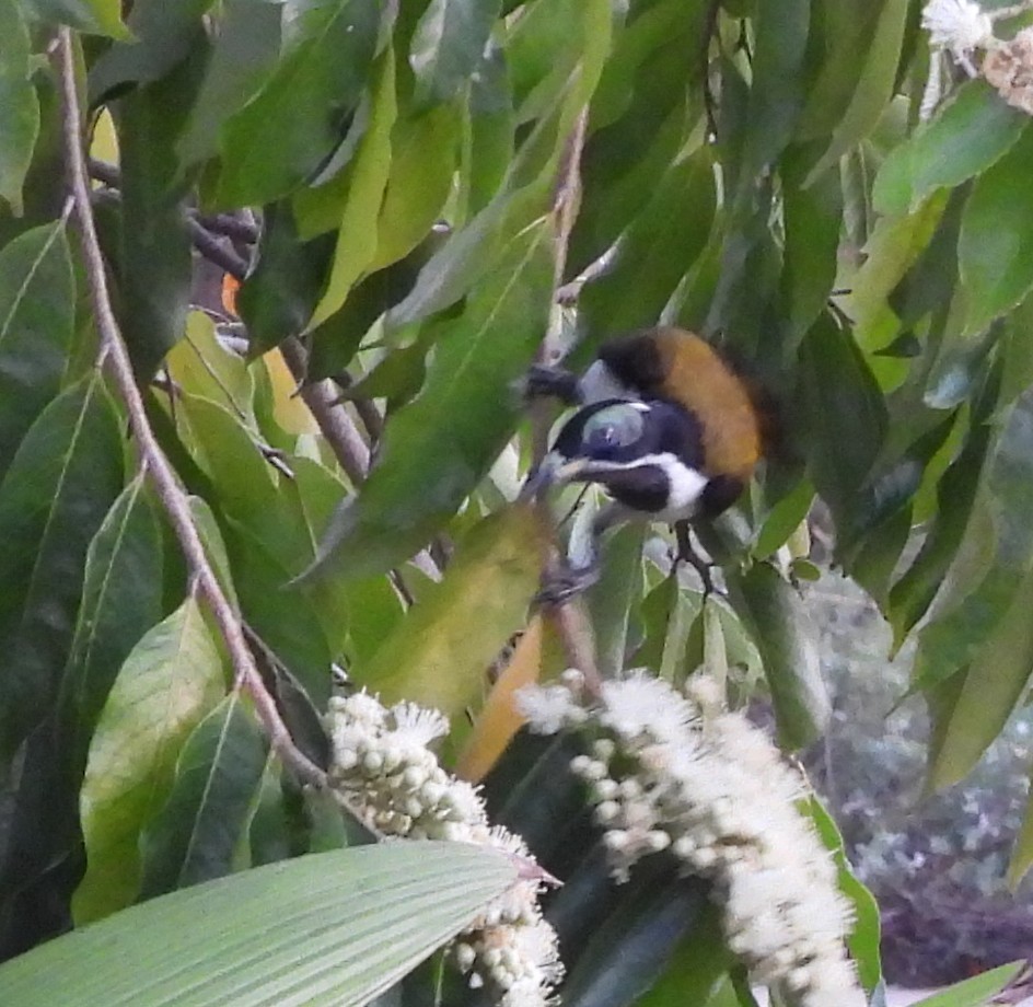 blåmaskehonningeter (albipennis) - ML639360334