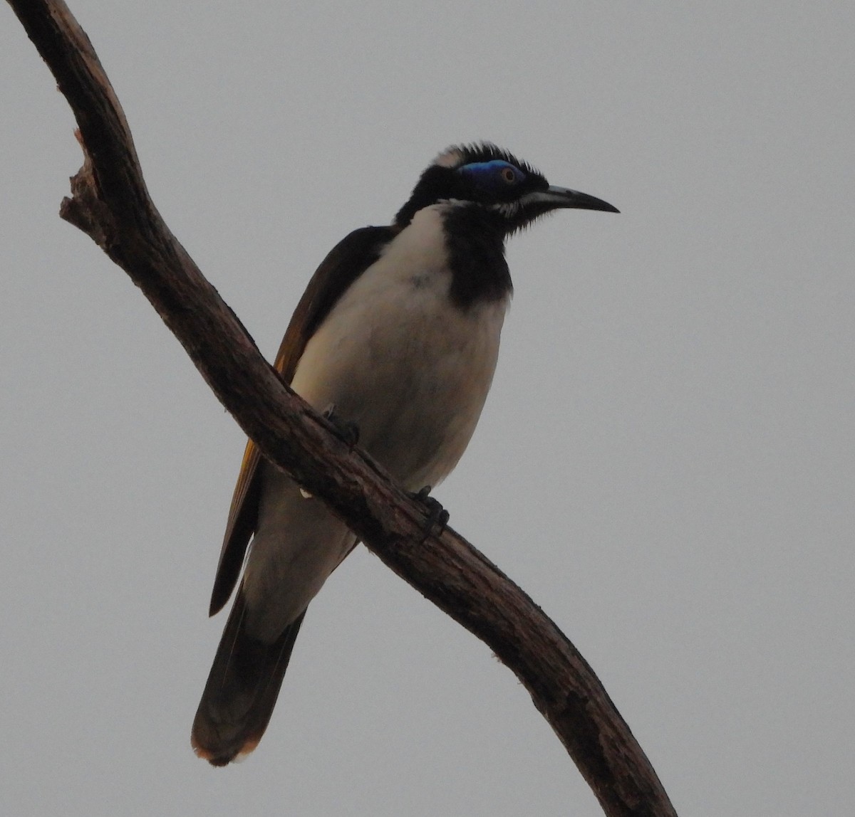 blåmaskehonningeter (albipennis) - ML639360335