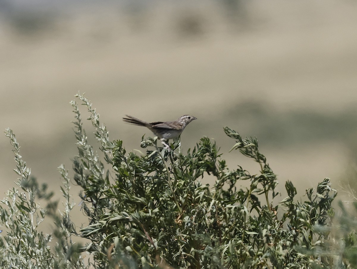 Cassin's Sparrow - ML639360470
