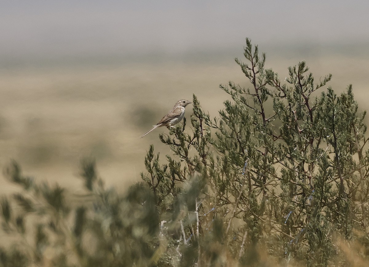 Cassin's Sparrow - ML639360485