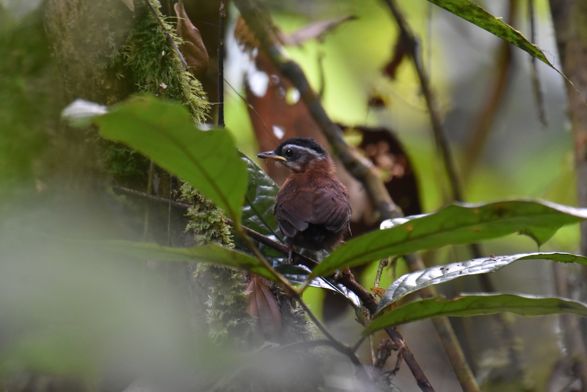 Bornean Black-capped Babbler - ML639360523