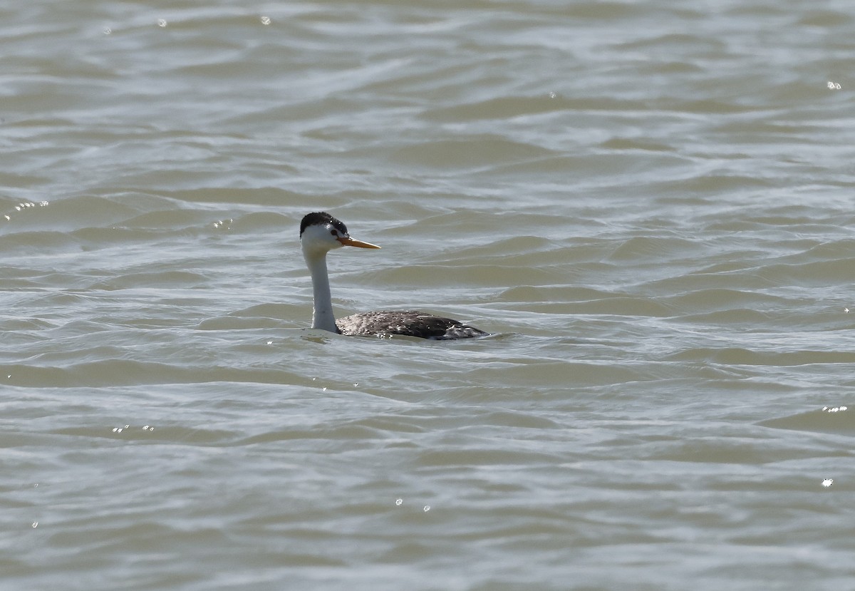 Clark's Grebe - ML639360540