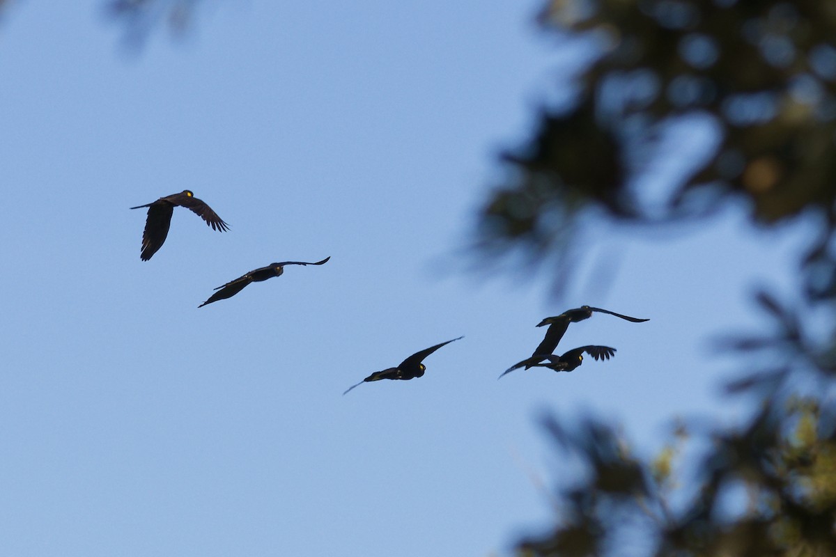 Yellow-tailed Black-Cockatoo - ML639360593