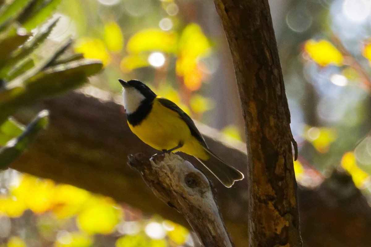 Golden Whistler - ML639360594