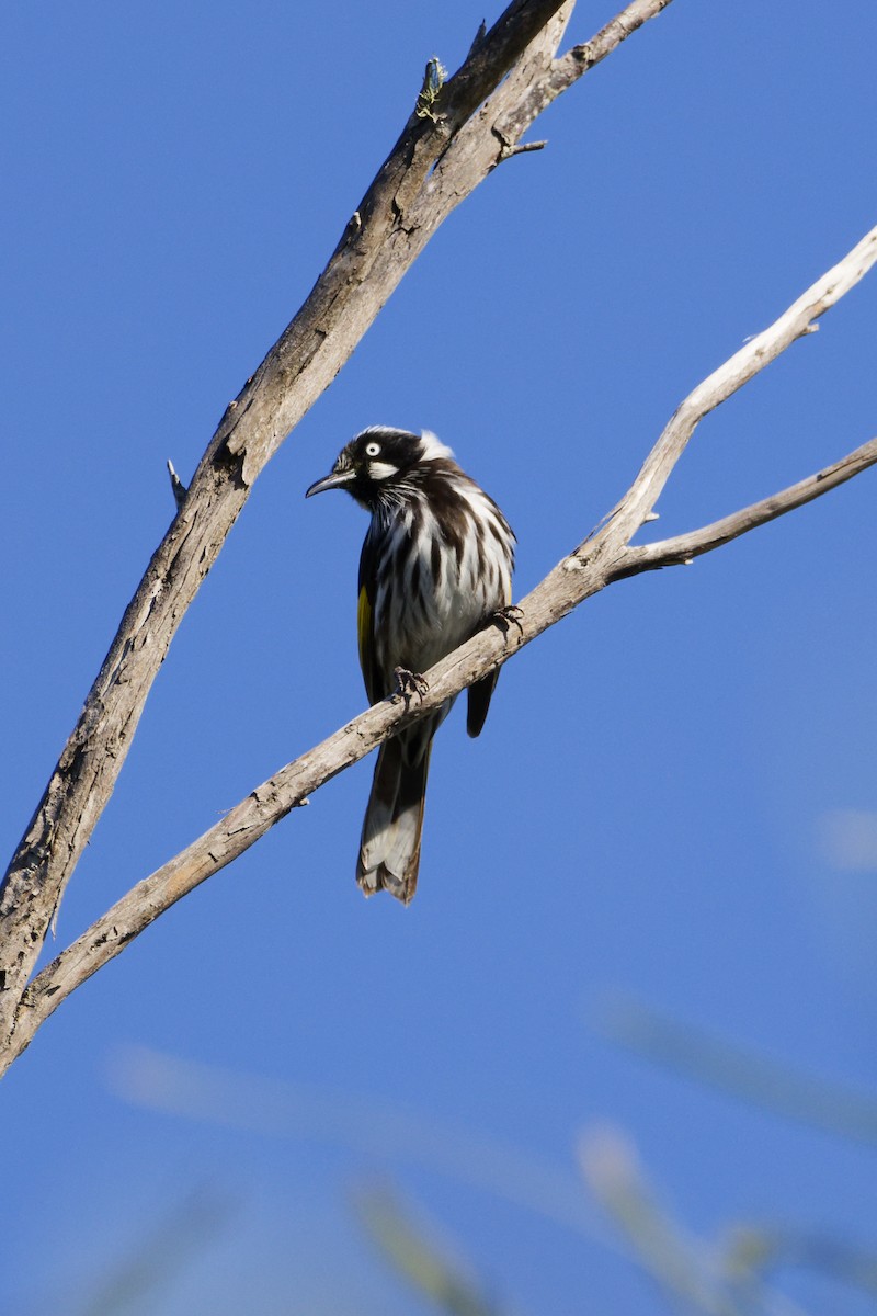 New Holland Honeyeater - ML639360595