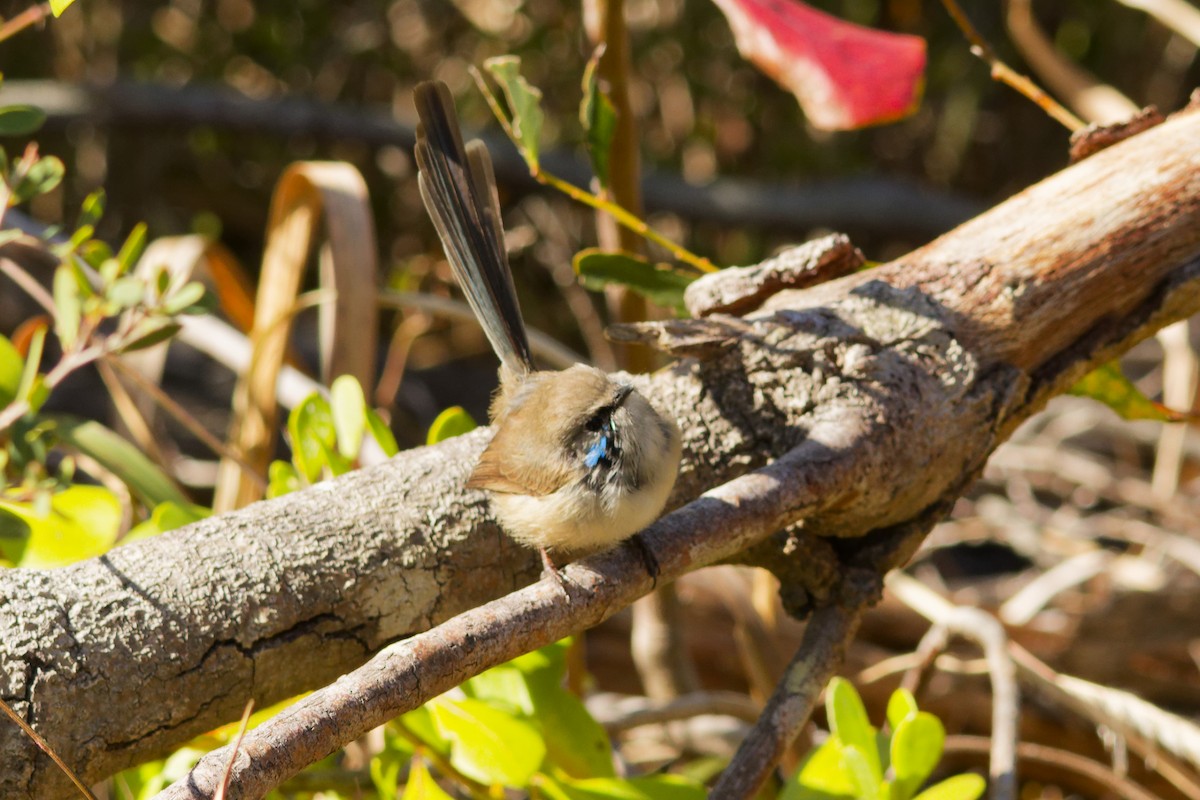 Variegated Fairywren - ML639360596