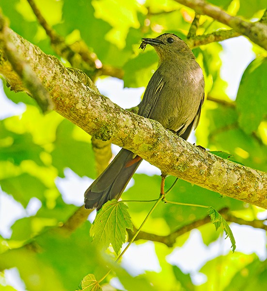 Gray Catbird - ML639360648