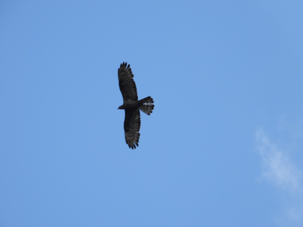 European Honey-buzzard - ML639360667