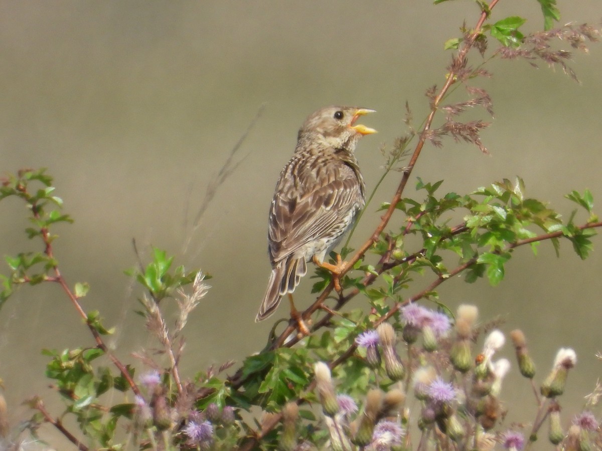Corn Bunting - ML639360672