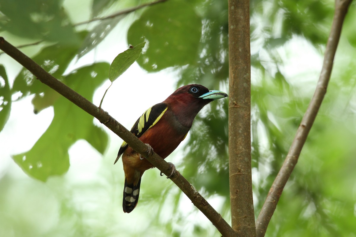 Banded Broadbill - ML639360765