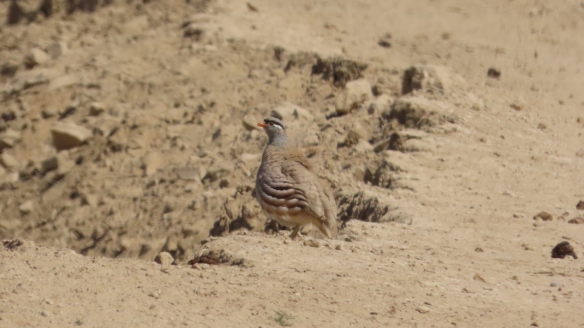 See-see Partridge - ML639360773