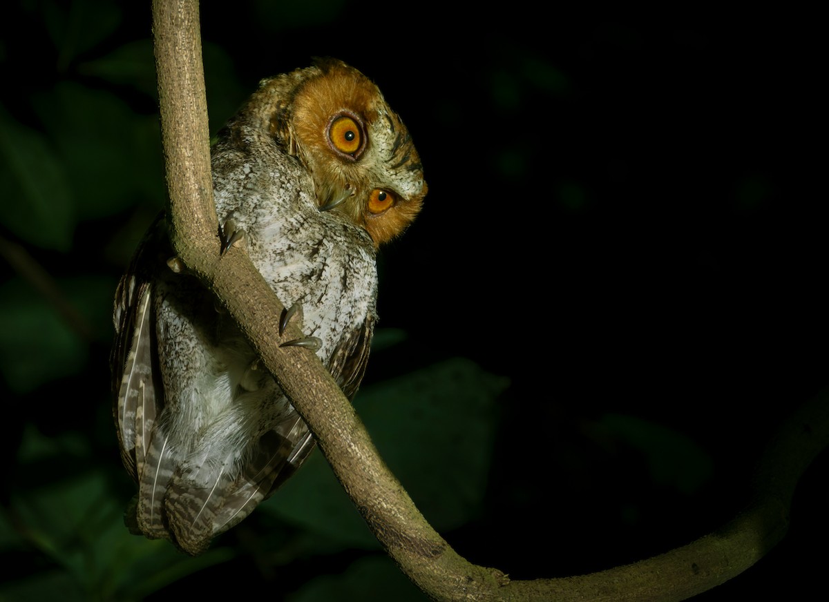 Negros Scops-Owl - ML639360781