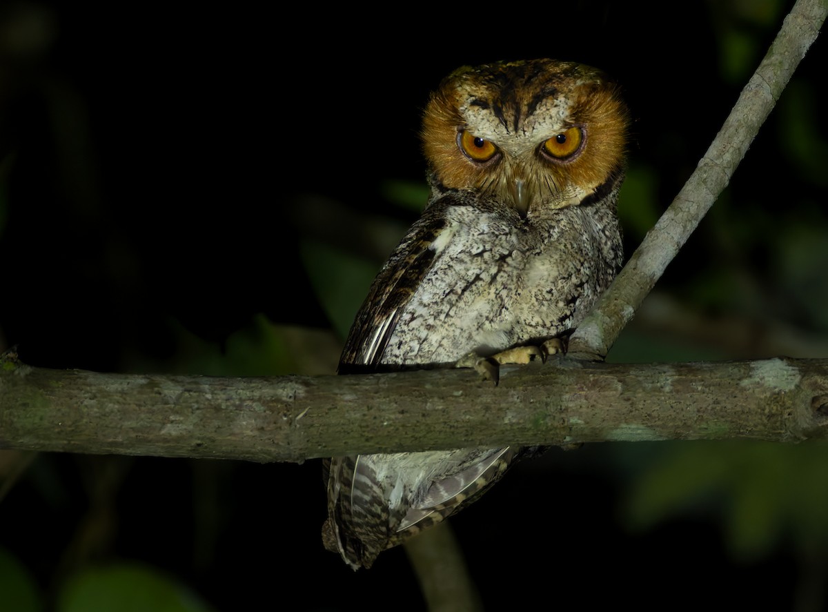 Negros Scops-Owl - ML639360782