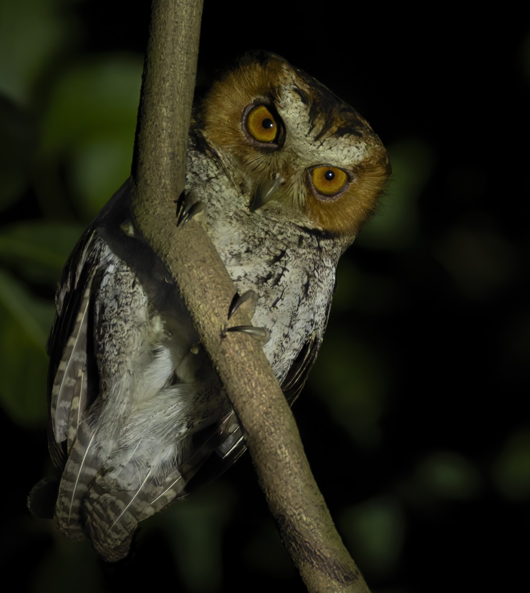Negros Scops-Owl - ML639360783