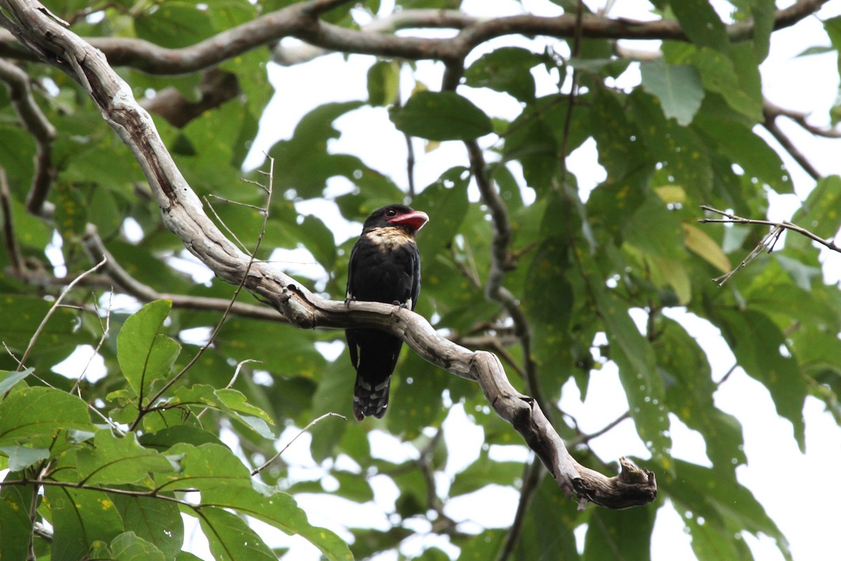 Dusky Broadbill - ML639360833