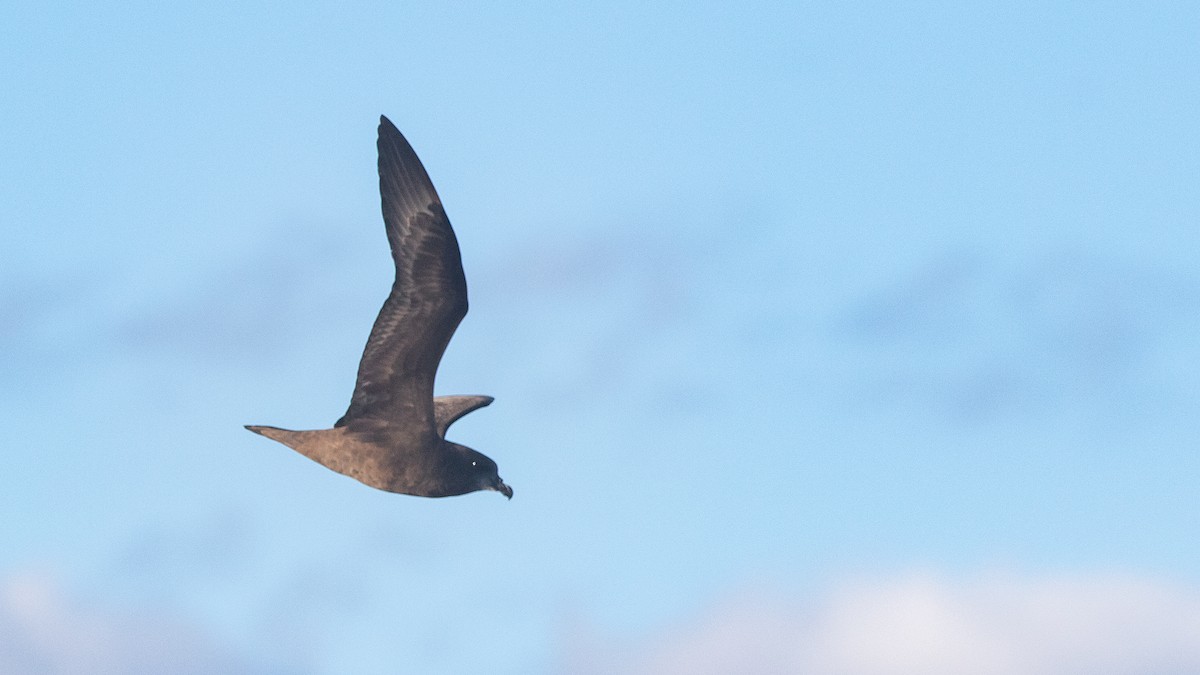 Gray-faced Petrel - ML639360881