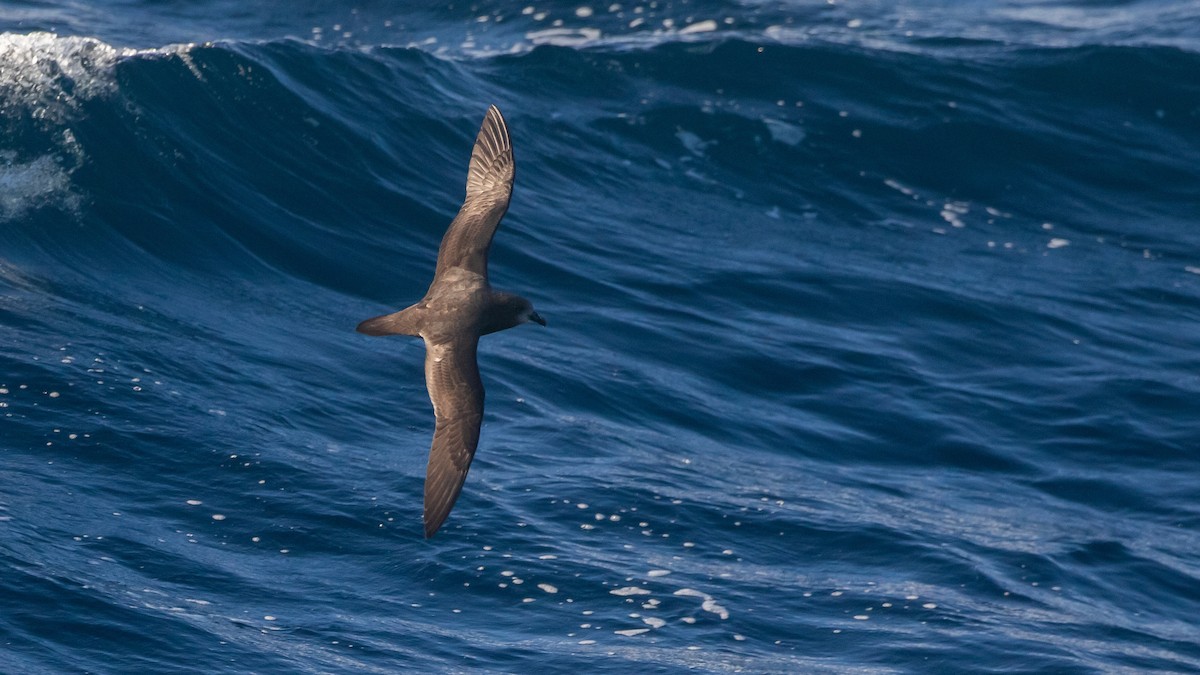 Gray-faced Petrel - ML639360882