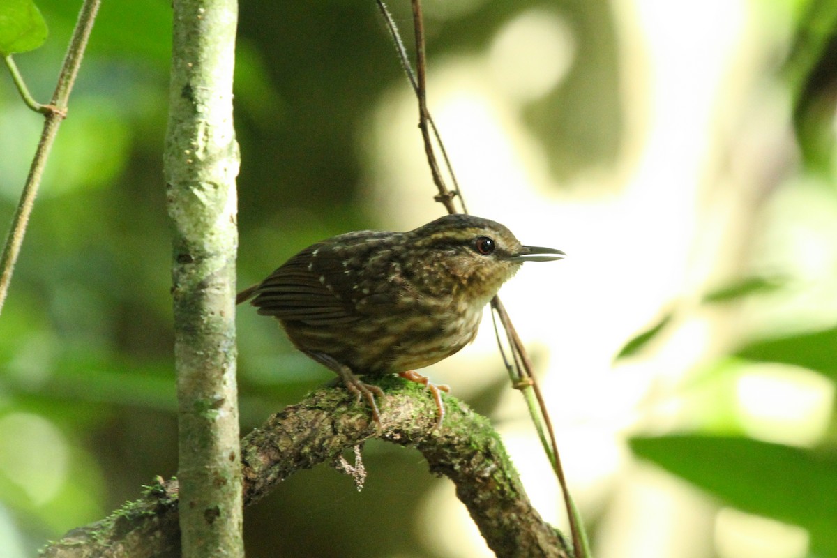 Eyebrowed Wren-Babbler - ML639360918