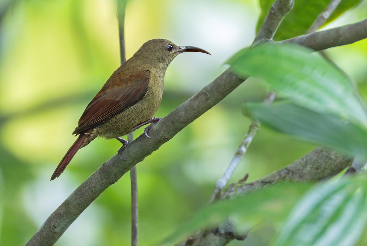 Magnificent Sunbird - ML639360945